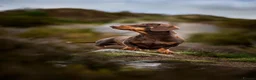 Miniature Dachshund dogs for stud: KC Chocolate & Tan Miniature Stud Available 🐾 - Advert 1