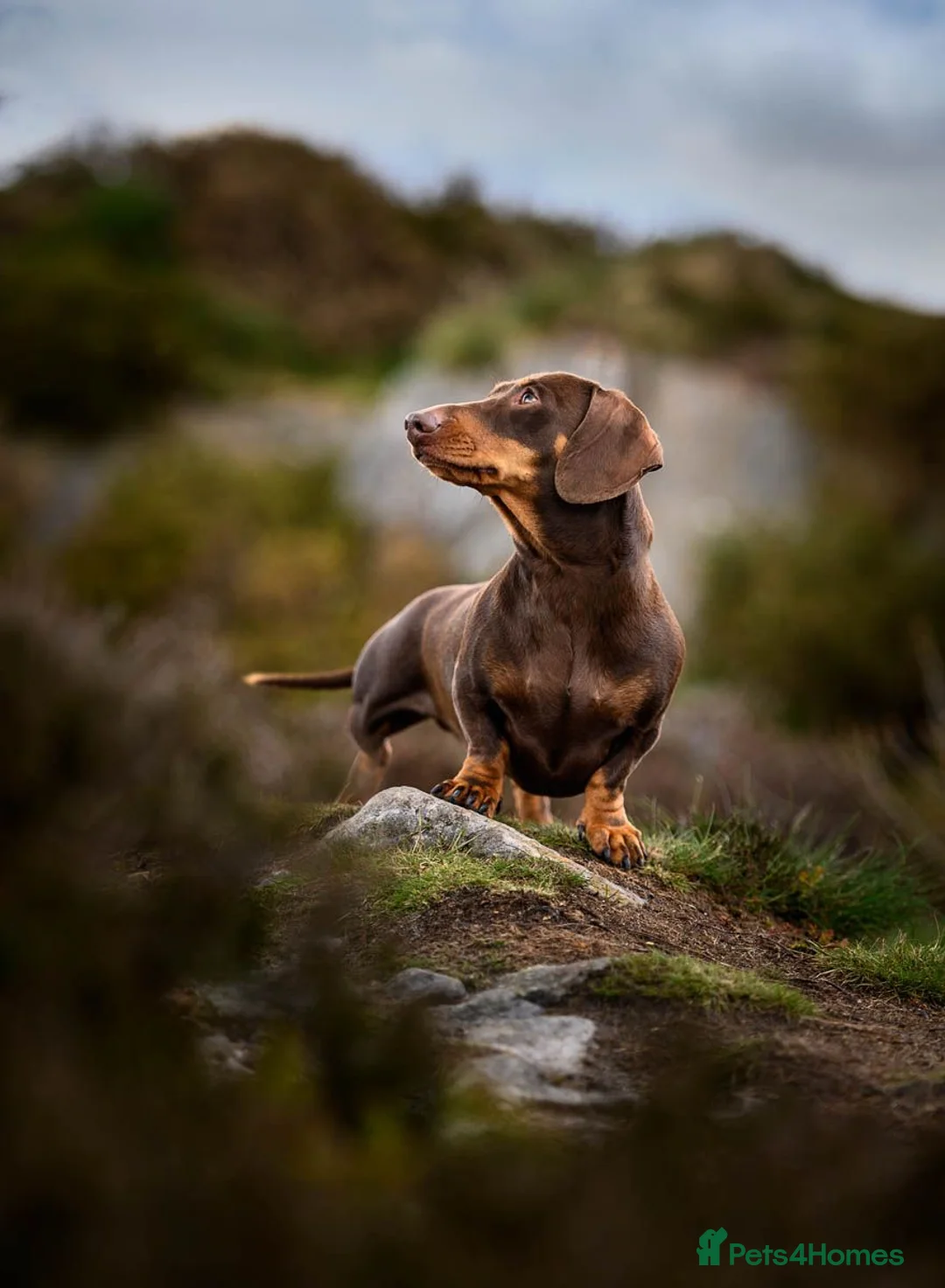 Miniature Dachshund dogs for stud: KC Chocolate & Tan Miniature Stud Available 🐾 - Advert 1