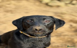 Mixed Breed dogs for sale: Labrador cross - Image 1