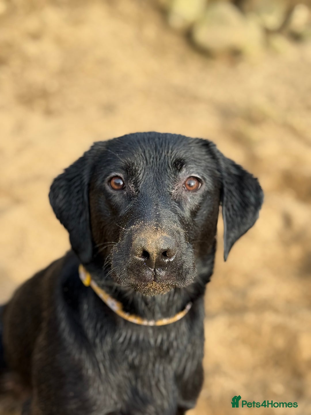 Mixed Breed dogs for sale: Labrador cross - Image 1