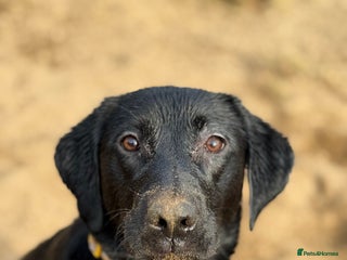 Mixed Breed dogs - Advert 9