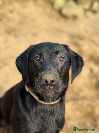 Mixed Breed dogs - Advert 9