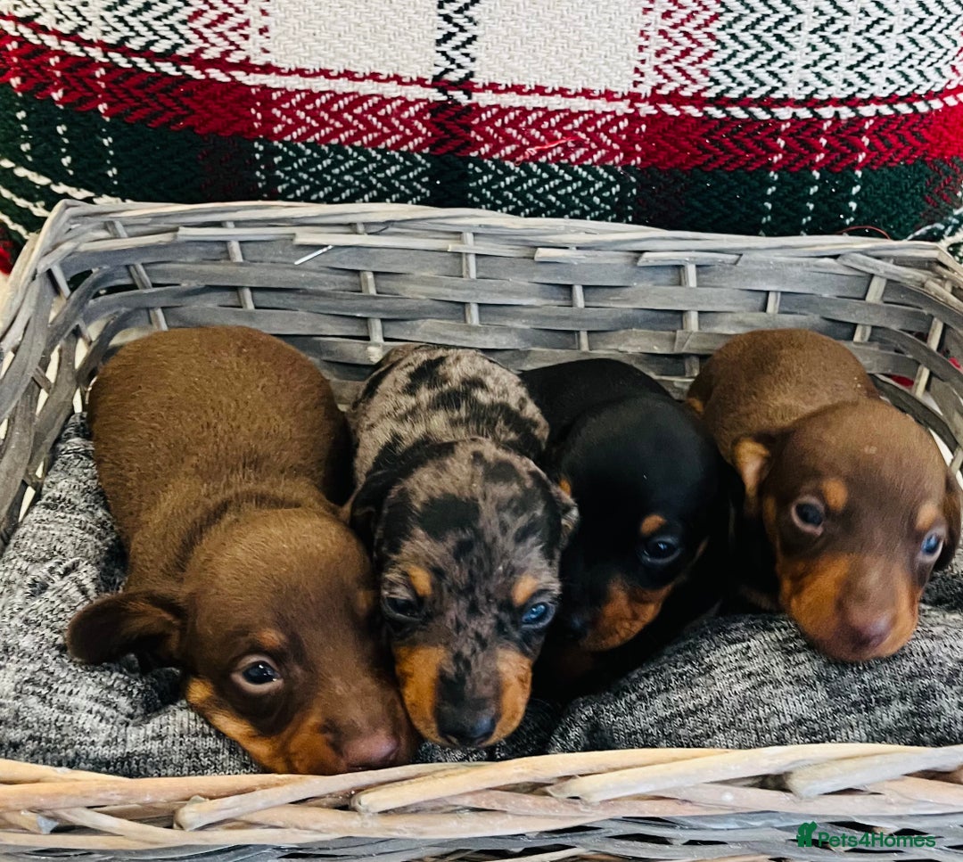 Miniature Dachshund dogs for sale: Beautiful true kc reg miniature dachshunds - Advert 13