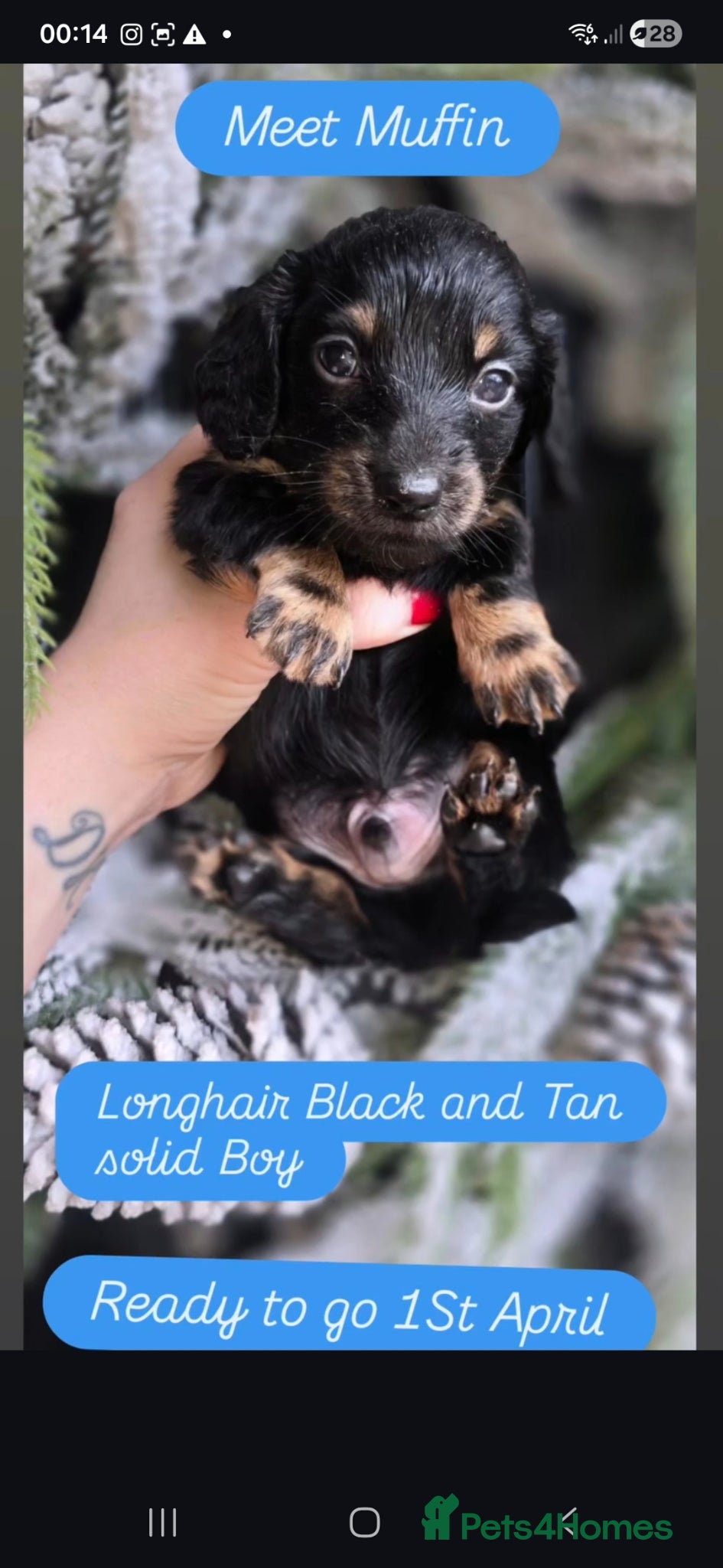 Miniature Dachshund dogs 4 FAB LONGHAIR & 4 Shorthair Minature Dashounds - Advert 10