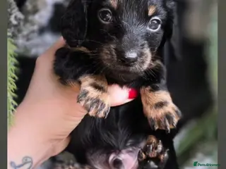 Miniature Dachshund dogs 4 FAB LONGHAIR & 4 Shorthair Minature Dashounds - Advert 10