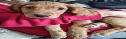 Cocker Spaniel dogs for sale: Cocker spaniel pups - Advert 7