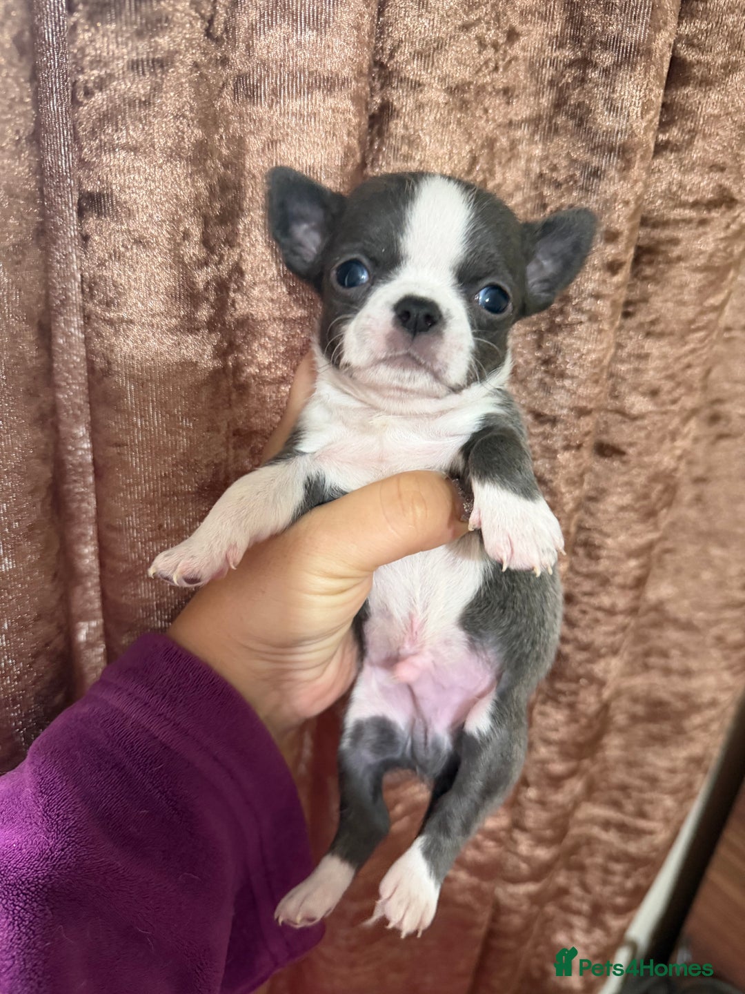 Chihuahua dogs for sale: Chihuahua pups - Advert 16