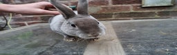 Rex rabbits for sale: Opal coulourd baby mini rex  - Advert 5