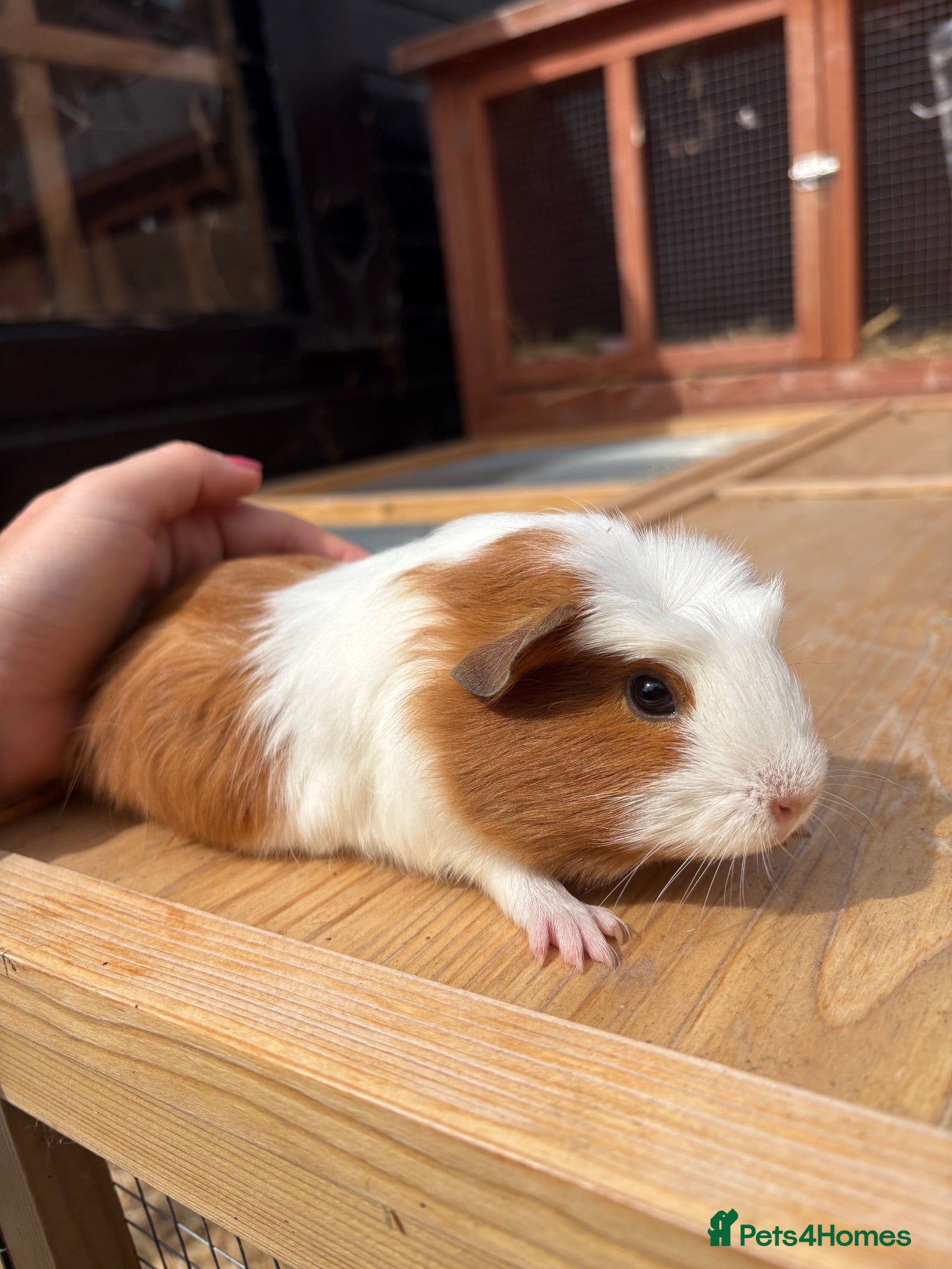 Guinea Pig rodents Guinea pig girl , 1 left - Advert 17