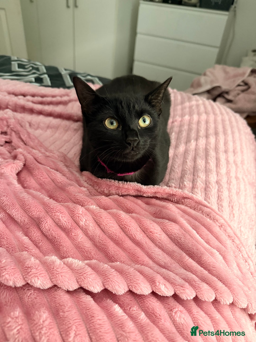 Mixed Breed cats for sale: Two female kittens for sale- black and calico  - Advert 9