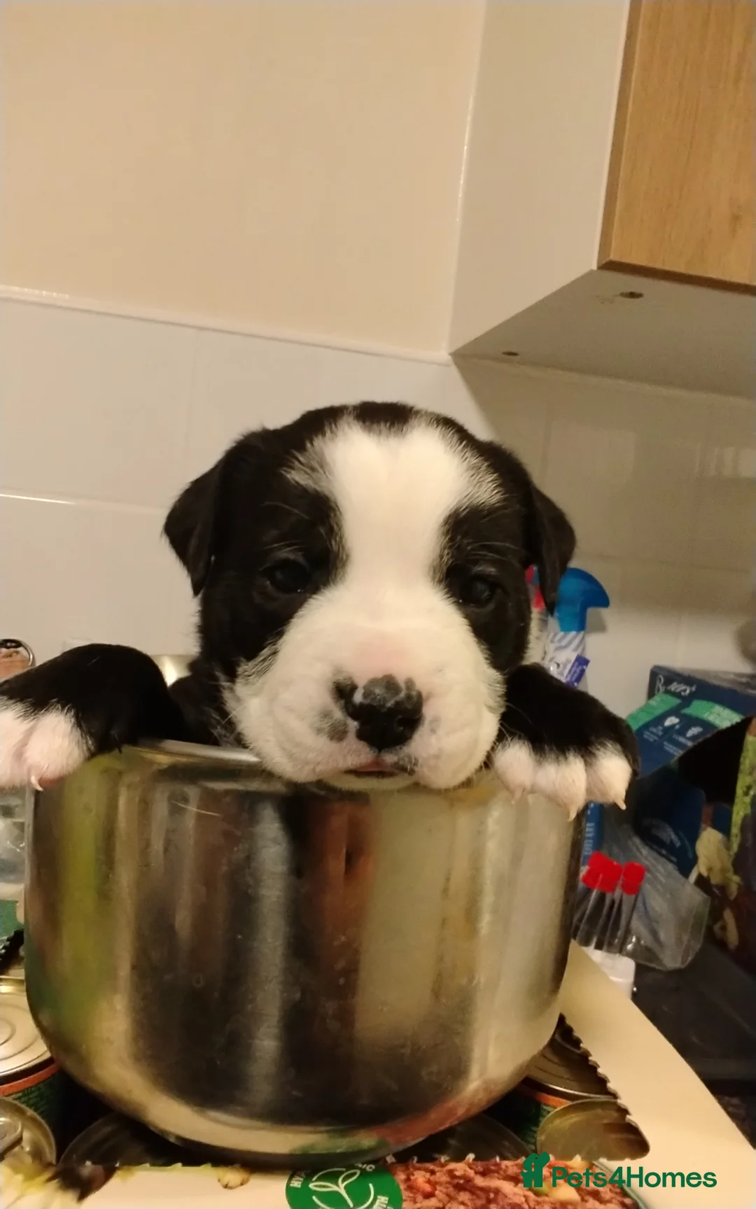 Mixed Breed dogs for sale: English Bulldog x border collie (bull collie) - Advert 13