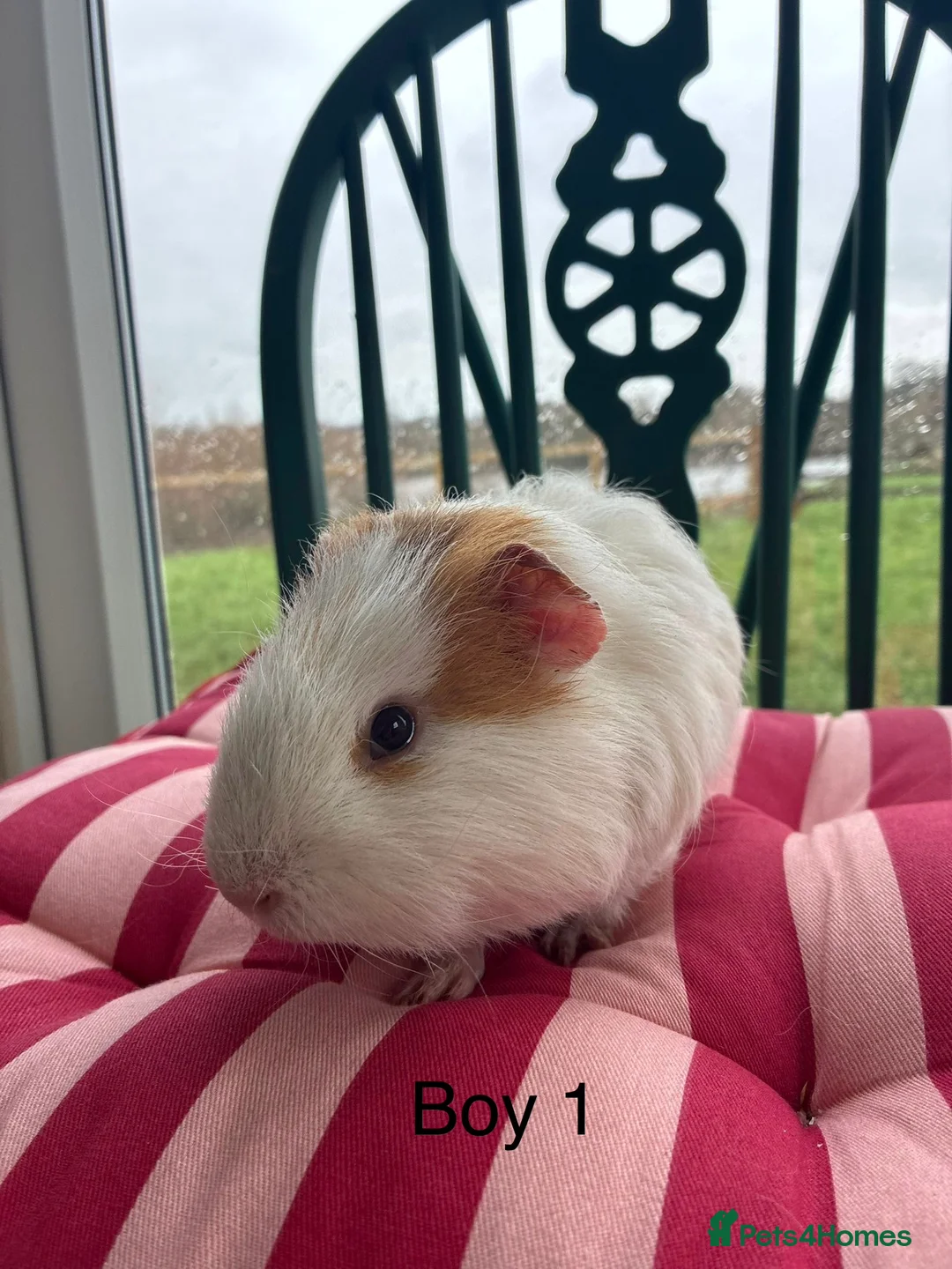 Guinea Pig rodents for sale: Baby guinea pigs for sale  - Advert 3