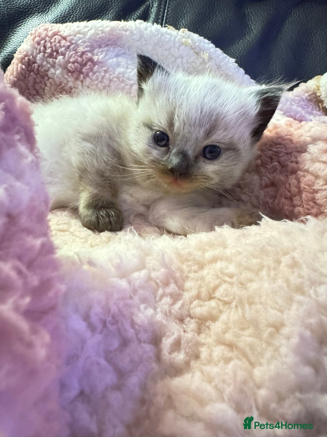 Ragdoll cats for sale: 1 beautiful  boy seal point ragdoll kitten   - Advert 1