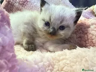 Ragdoll cats 1 beautiful boy seal point ragdoll kitten - Advert 15