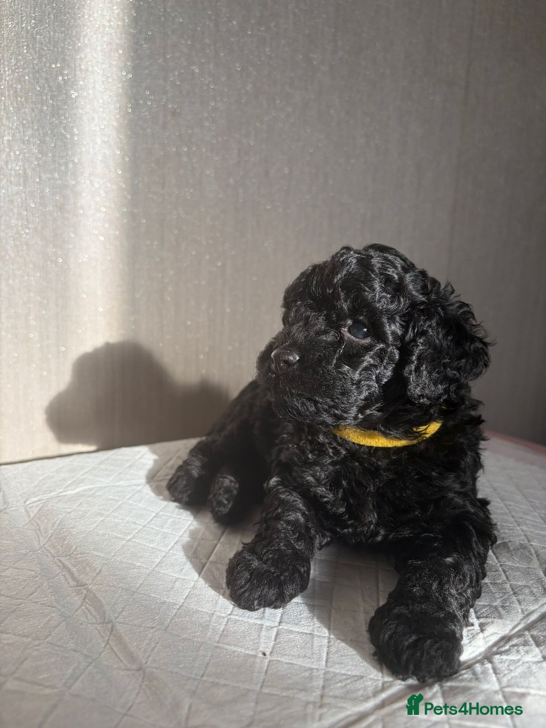 Cavapoo dogs for sale: READY TO LEAVE BLACK & WHITE TEDDY BEAR CAVAPOO - Advert 5