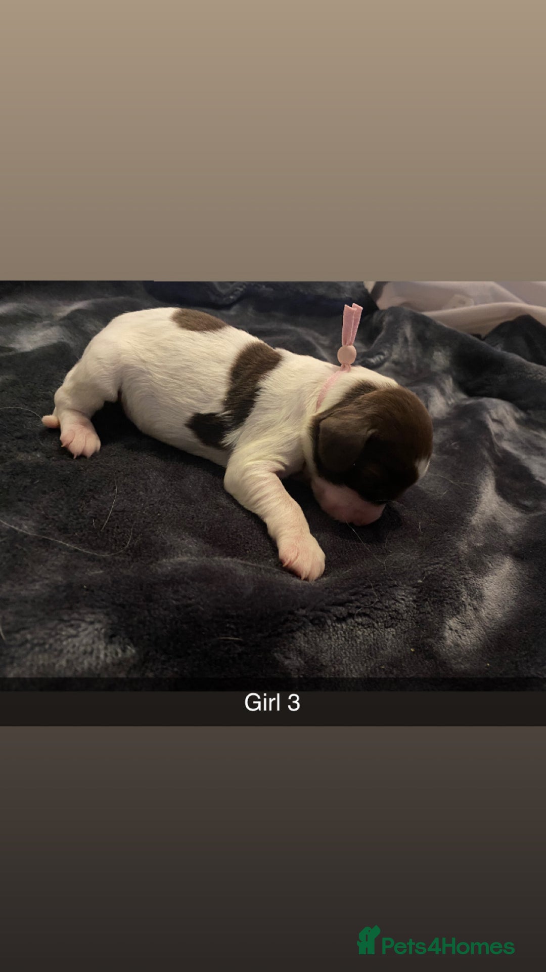 Cocker Spaniel dogs for sale: Working cocker spaniel puppies  - Advert 4