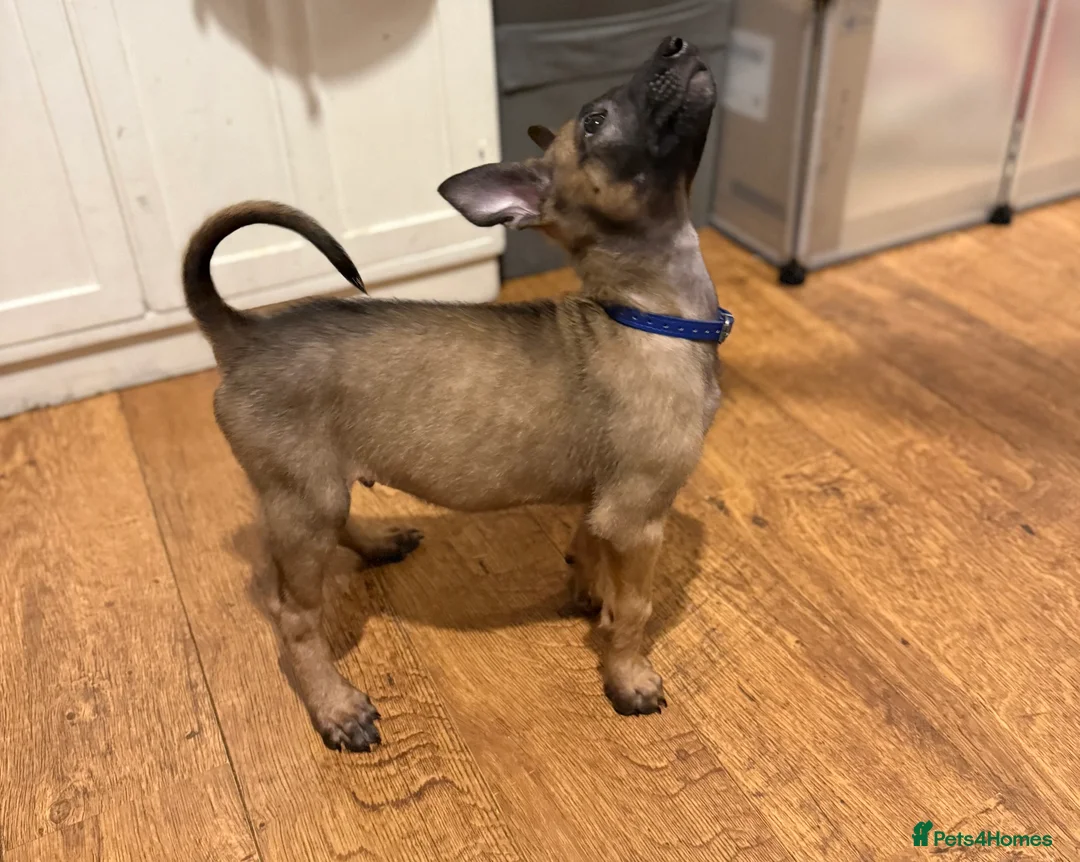 Belgian Shepherd Dog dogs for sale: TOP QUALITY Belgian Malinois Puppies - Advert 15