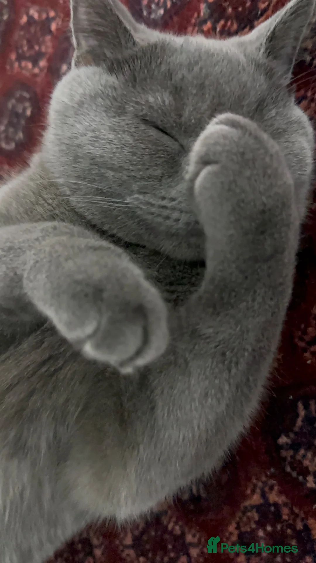 Brazilian Shorthair cats for sale: pure British shorthair from 5 generations  - Advert 17