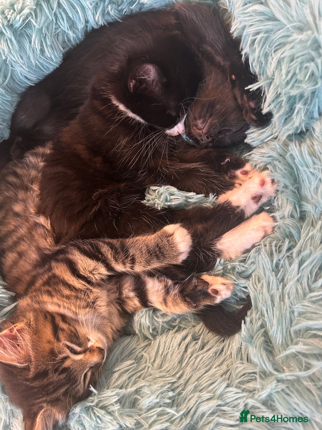 Mixed Breed cats for sale: Black & White Female Kitten - Image 4