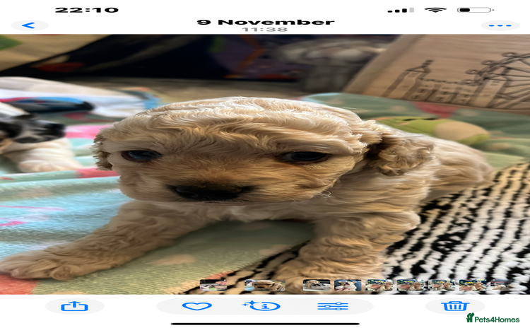 Cockapoo dogs Rare marked  small cockerpoo puppys  - Advert 2