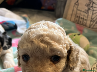 Cockapoo dogs Rare marked small cockerpoo puppys - Advert 2