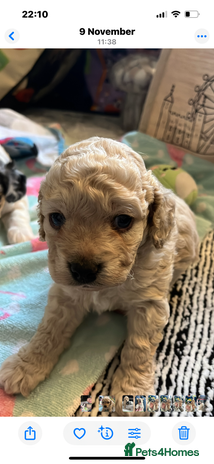 Cockapoo dogs Rare marked small cockerpoo puppys - Advert 2