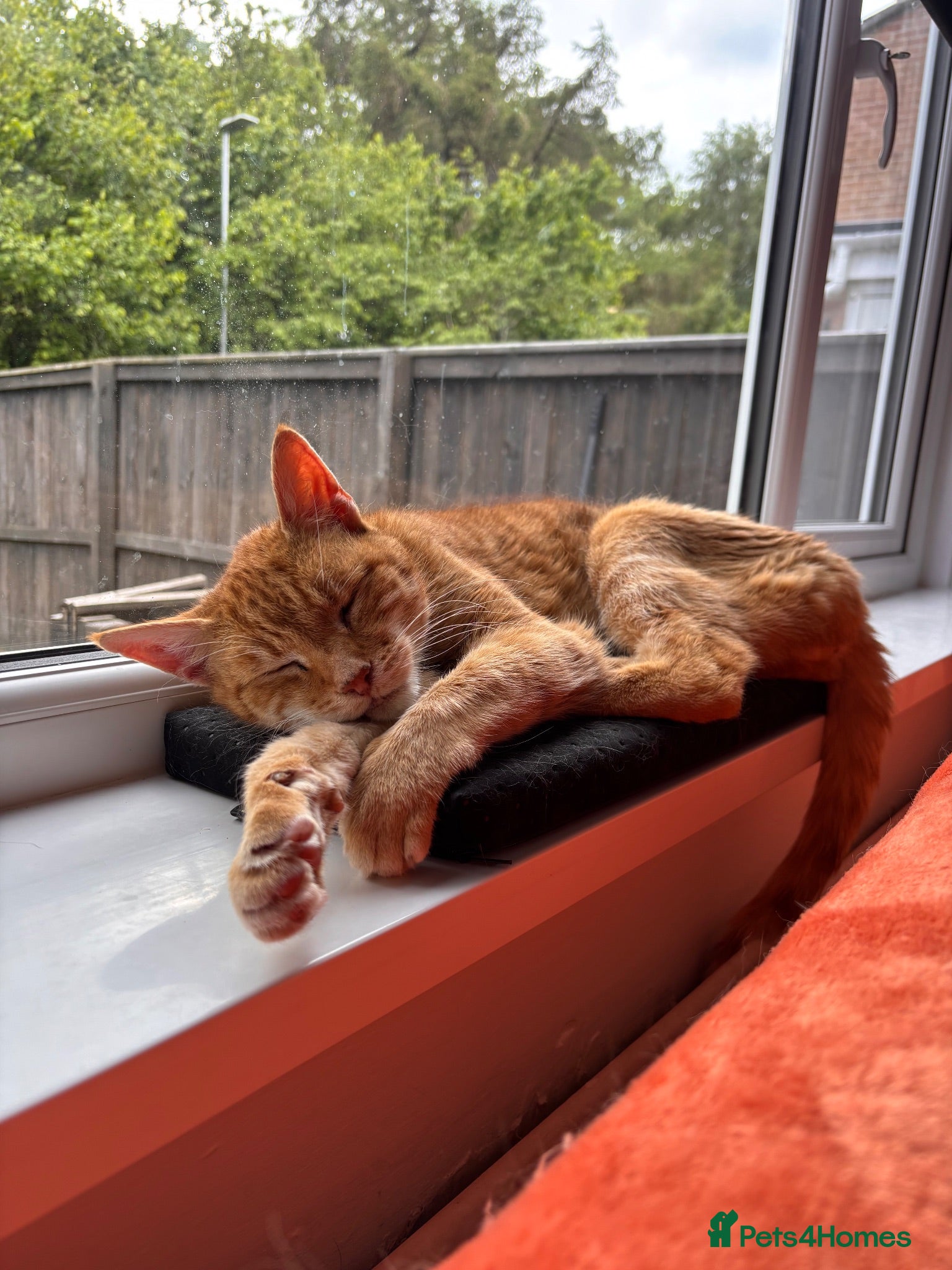 Domestic Shorthair cats Adult male cat for adoption - Advert 11