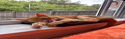 Domestic Shorthair cats for sale: Adult male cat for adoption - Advert 1