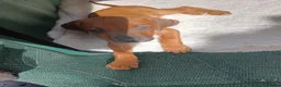 Rhodesian Ridgeback dogs for sale: Pedigree Rhodesian Ridgeback puppies.  - Advert 13