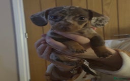 Miniature Dachshund dogs for sale: Miniature Dachshund Puppies - Image 12