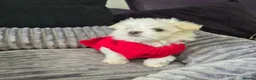 Maltese dogs for sale: 🐶Exceptional Maltese Puppies–ONLY 2 BOYS LEFT  - Advert 9