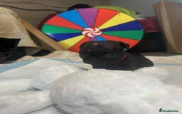Pug dogs for sale: KCreg pug puppies for sale. - Image 11