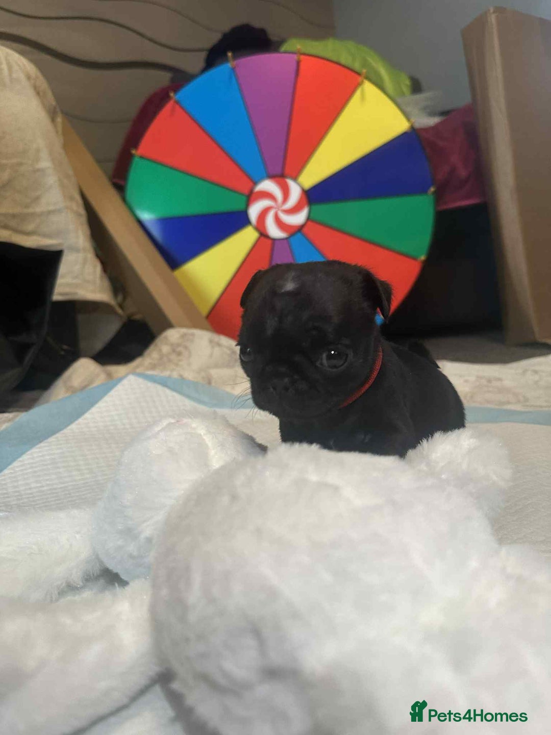 Pug dogs for sale: KCreg pug puppies for sale. - Image 11