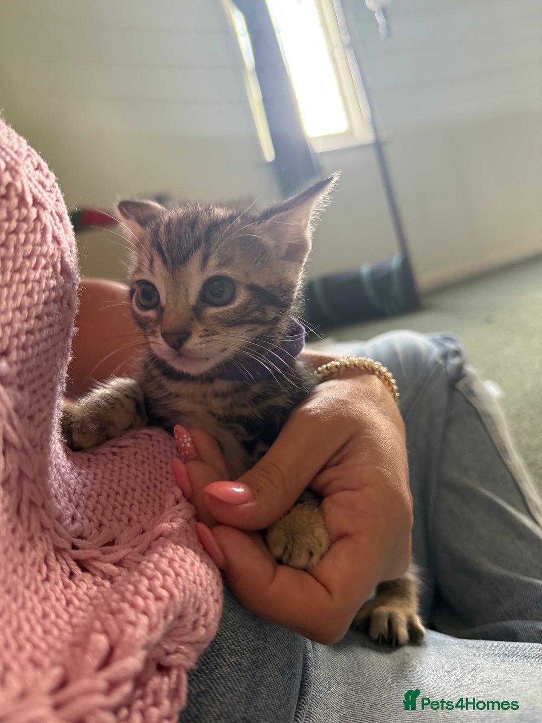 Bengal cats for sale: X Bengal Kittens x5 available   - Image 10