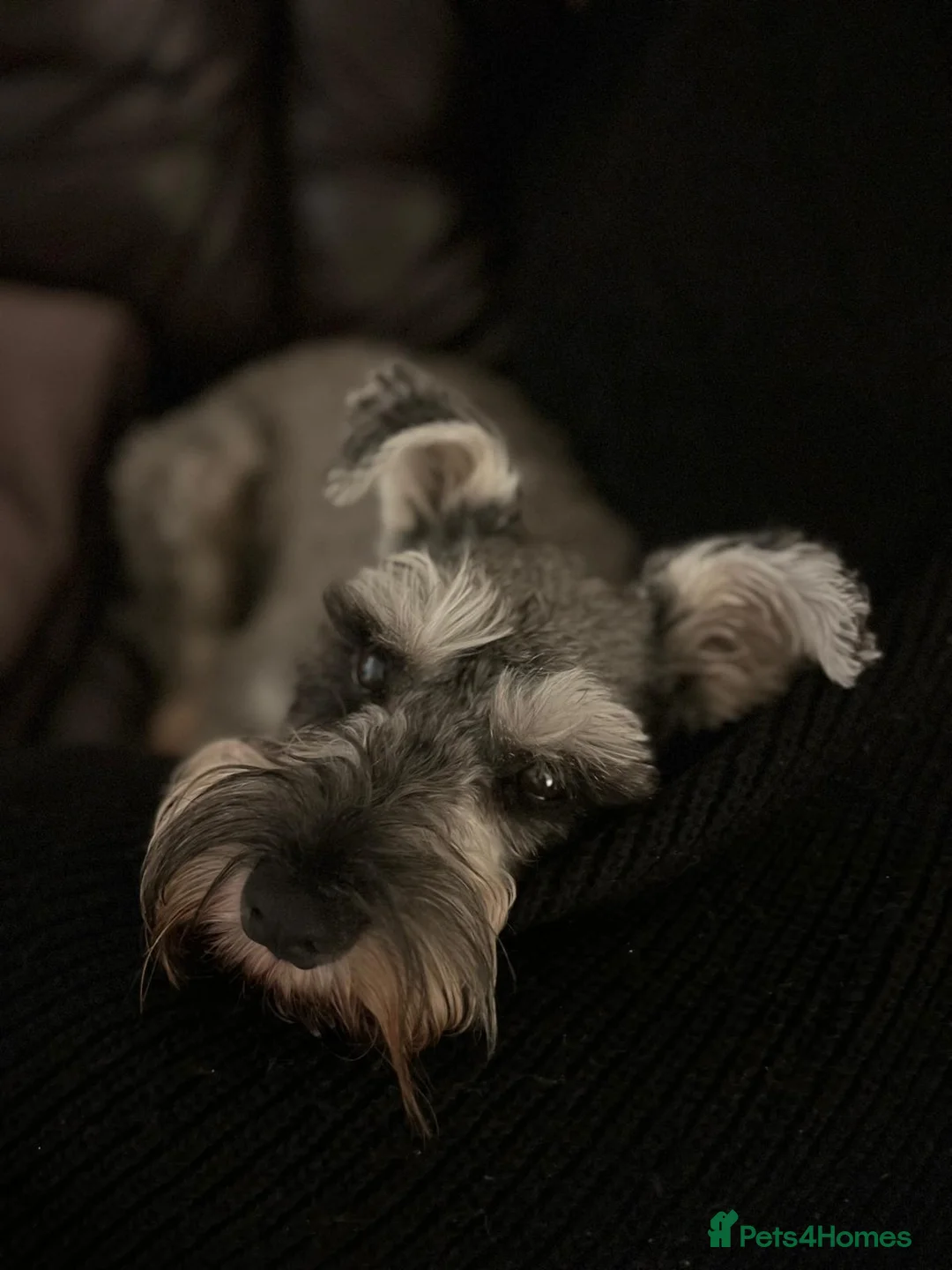 Miniature Schnauzer dogs for stud: Bearded Gentleman looking for a perfect Lady ;) - Advert 4