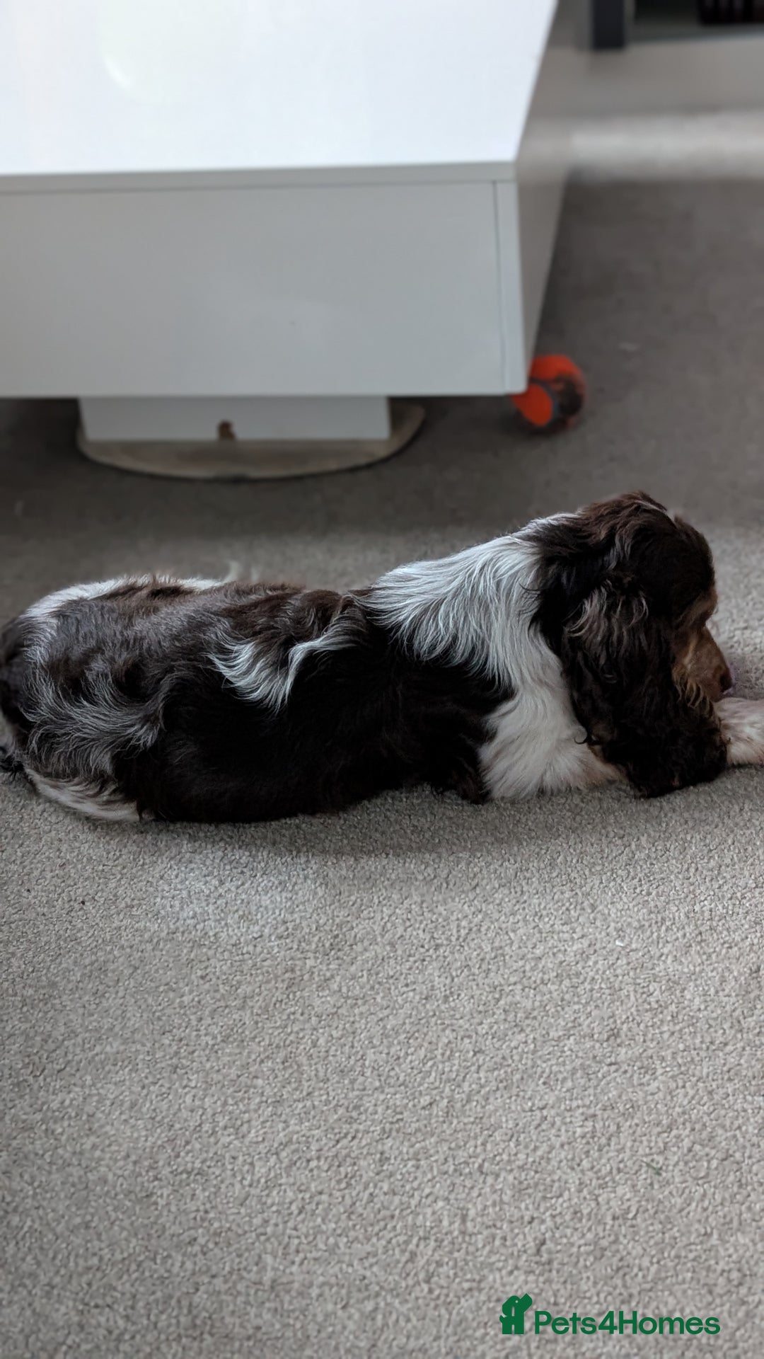 Cocker Spaniel dogs for sale: 6 months old Show Type Cocker Spaniel - Advert 8