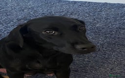 Labrador Retriever dogs for sale: Gorgeous Labrador puppies for sale! - Image 3