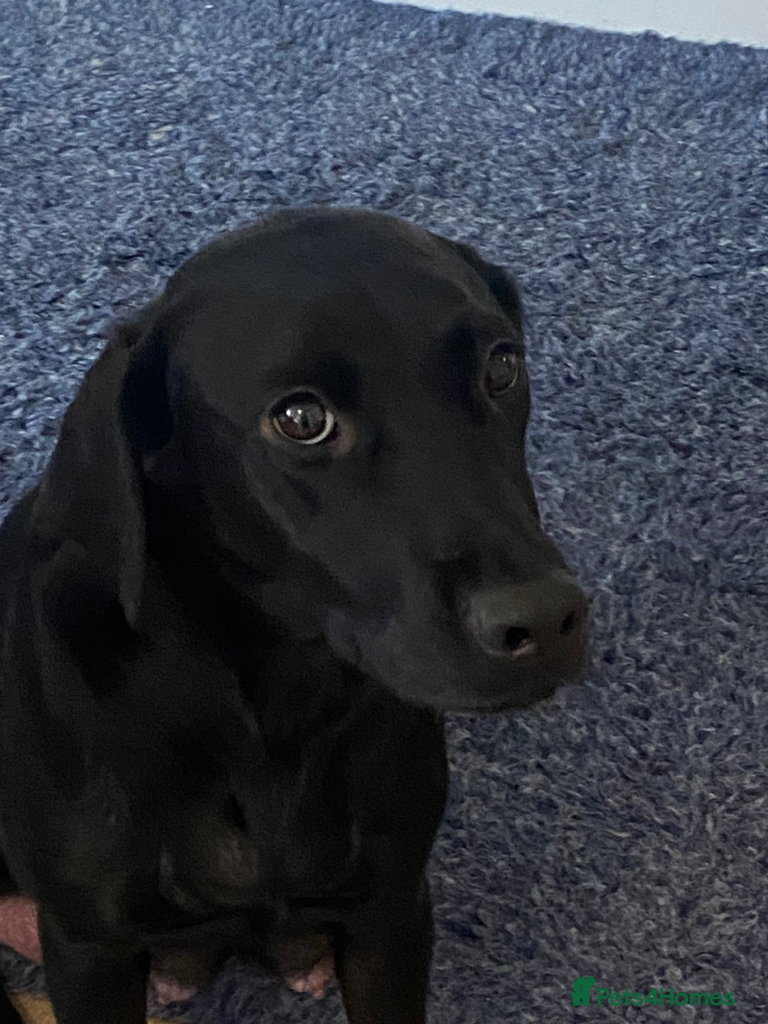 Labrador Retriever dogs for sale: Gorgeous Labrador puppies for sale! - Image 3