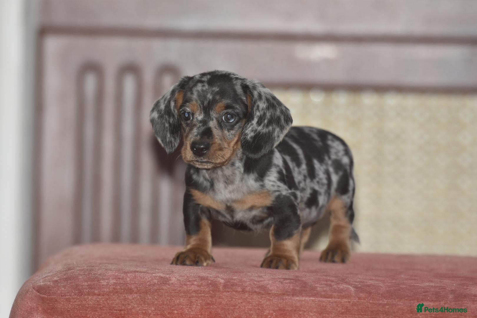 Dachshund dogs Gorgeous puppies - Advert 1