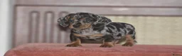 Dachshund dogs for sale: Gorgeous puppies - Advert 1