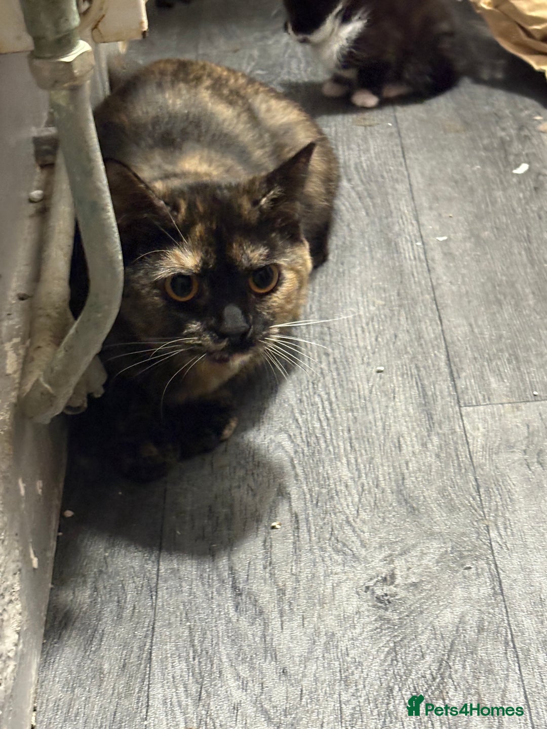 British Longhair cats for sale: british shorthair and longhair kittens for sale  - Advert 7