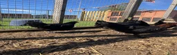 Chickens poultry for sale: Point of lay hens for sale  - Advert 12
