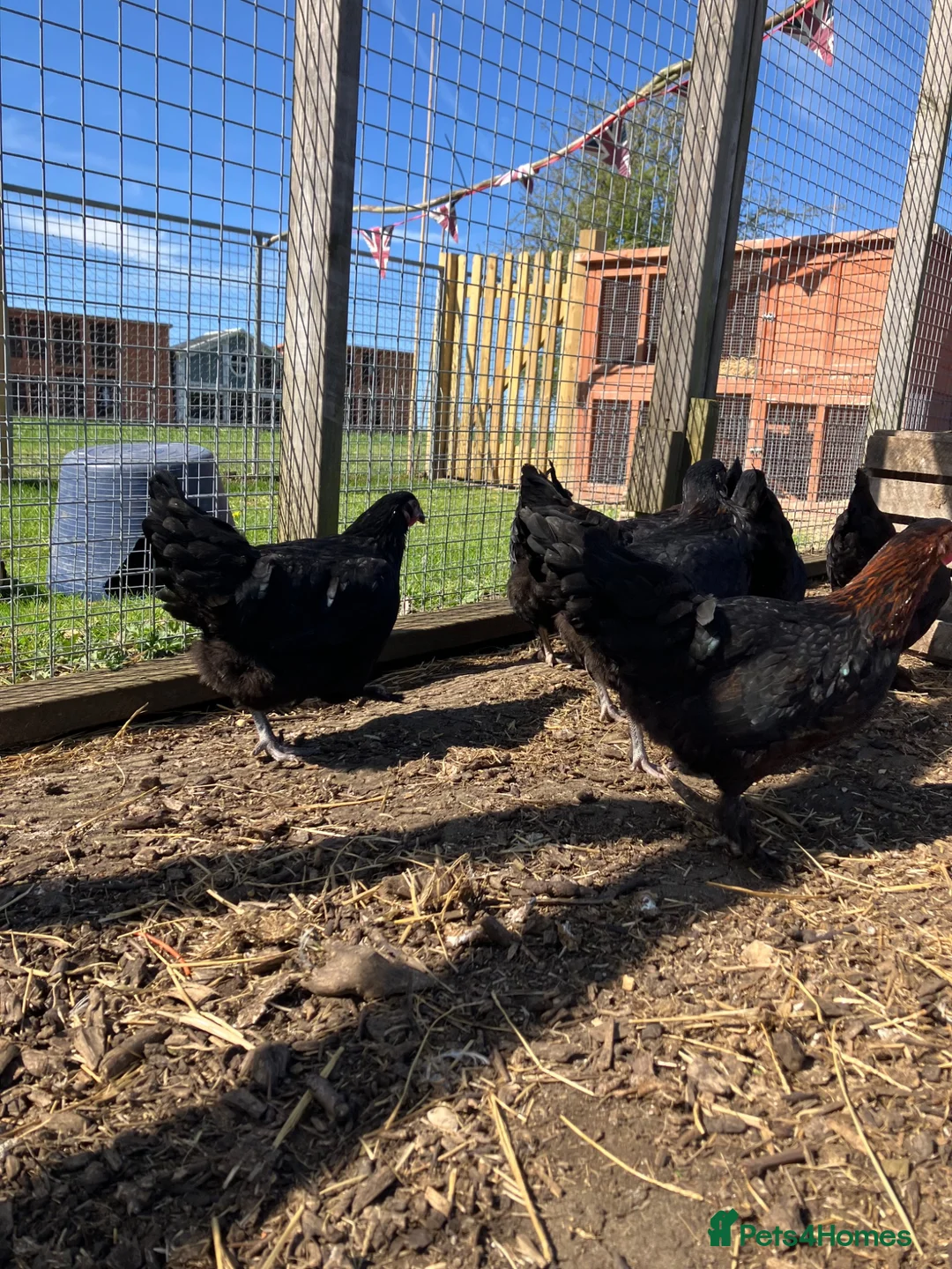 Chickens poultry for sale: Point of lay hens for sale  - Advert 12