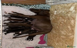 Staffordshire Bull Terrier dogs for sale: 9 Beautiful staffy X pups  - Image 1