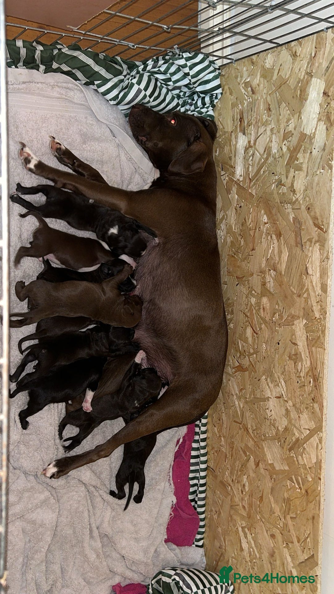 Staffordshire Bull Terrier dogs for sale: 9 Beautiful staffy X pups  - Image 1