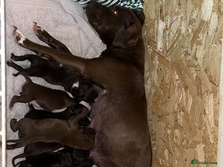 Staffordshire Bull Terrier dogs for sale - Advert 1