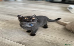 British Shorthair cats for sale: 🔥 READY NOW BRITISH SHORTHAIR KITTENS   - Image 4