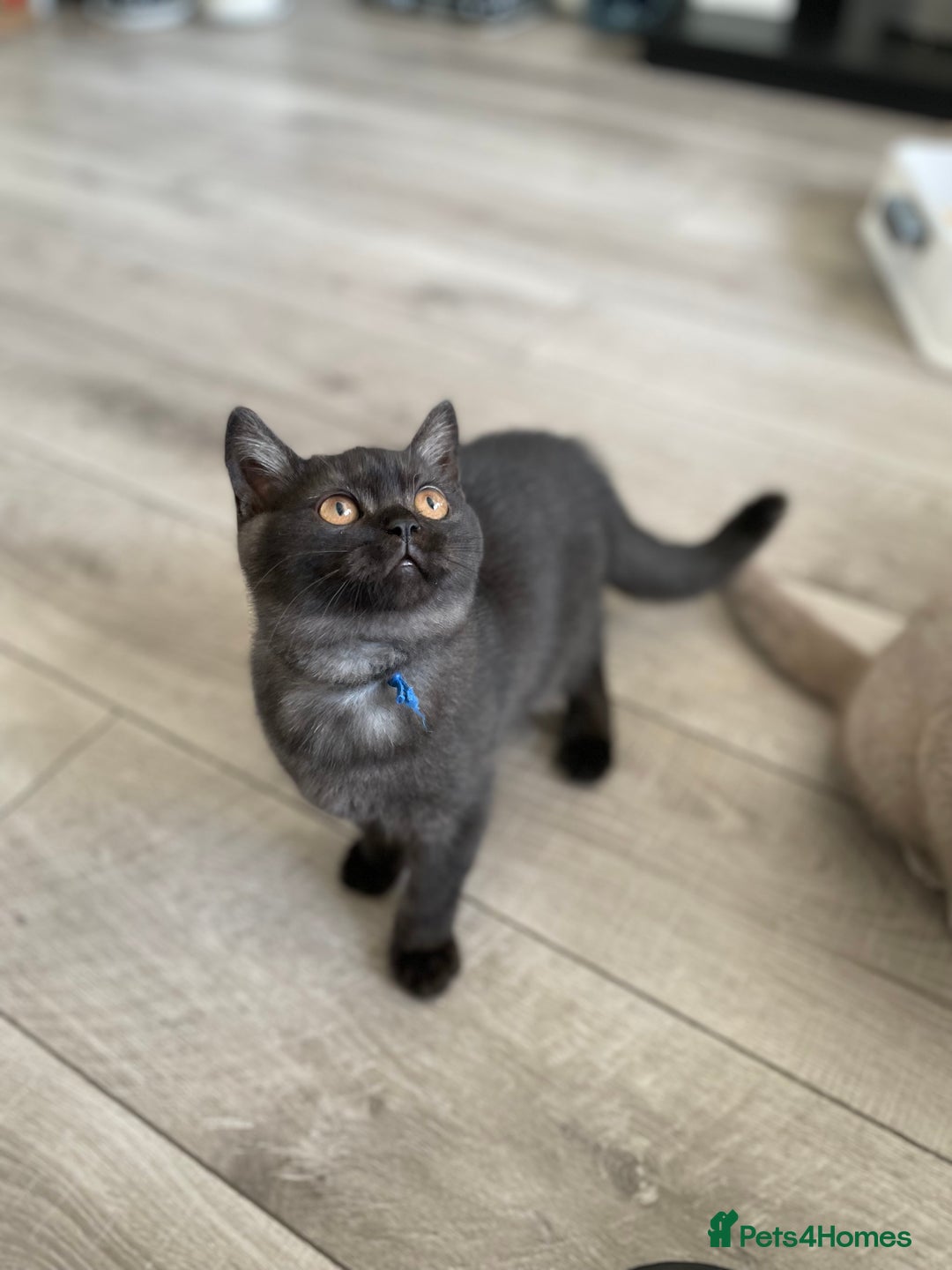 British Shorthair cats for sale: 🔥 READY NOW BRITISH SHORTHAIR KITTENS   - Image 4