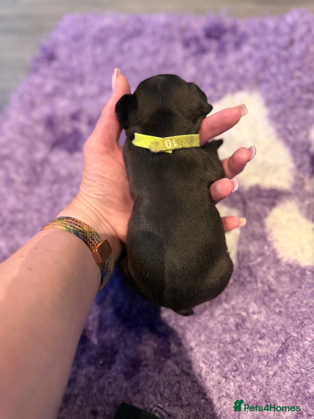 Mixed Breed dogs for sale: Frenchtons - Boston Terrier x Frenchie - Image 26