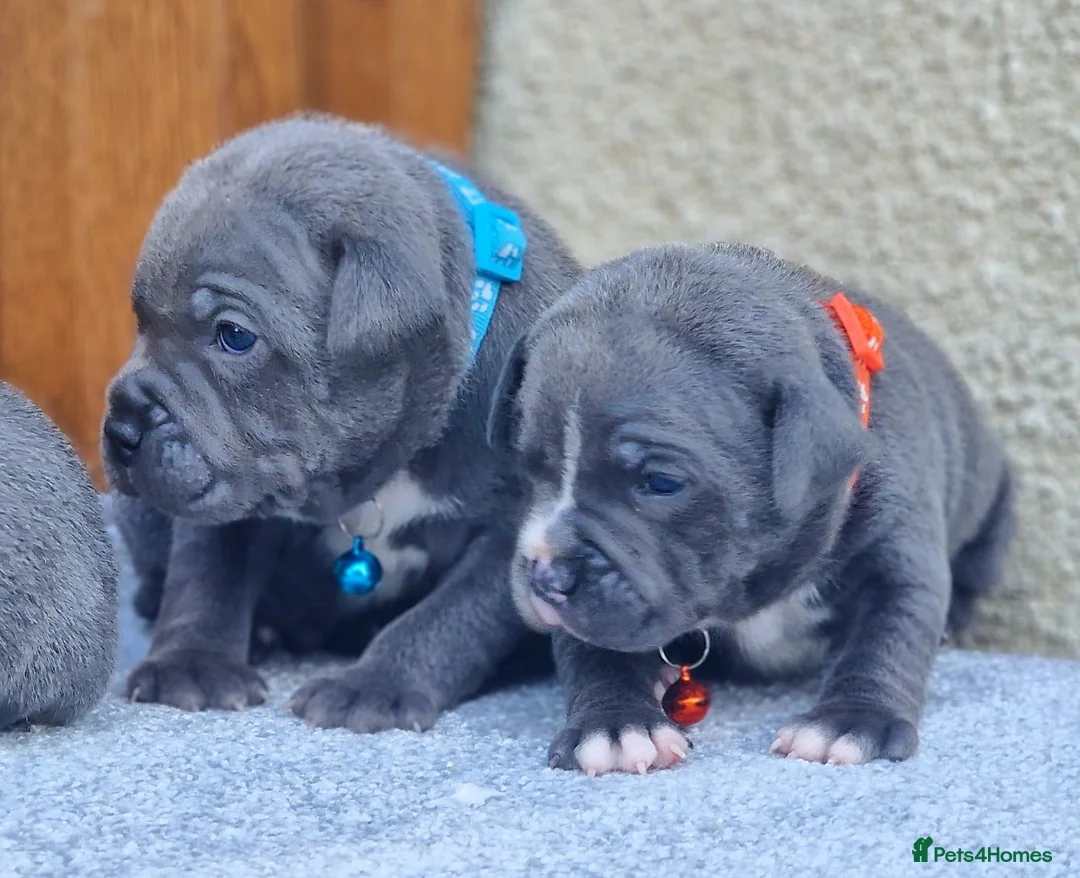 Staffordshire Bull Terrier dogs for stud: 2 SOLID BLUE MALES AVAILABLE FOR STUD  - Advert 15